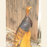 Turkey